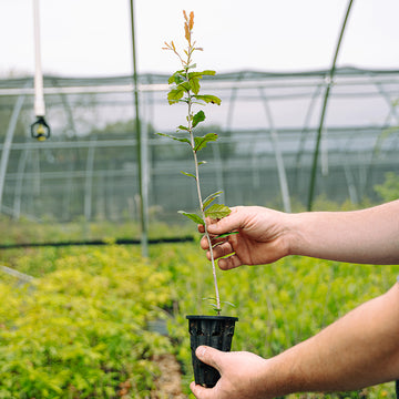image of a Live oak seedlings.